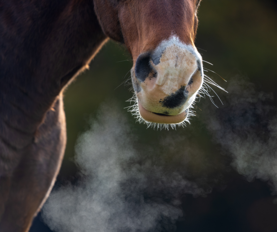 Equines Asthma: Ursachen, Symptome und Behandlung