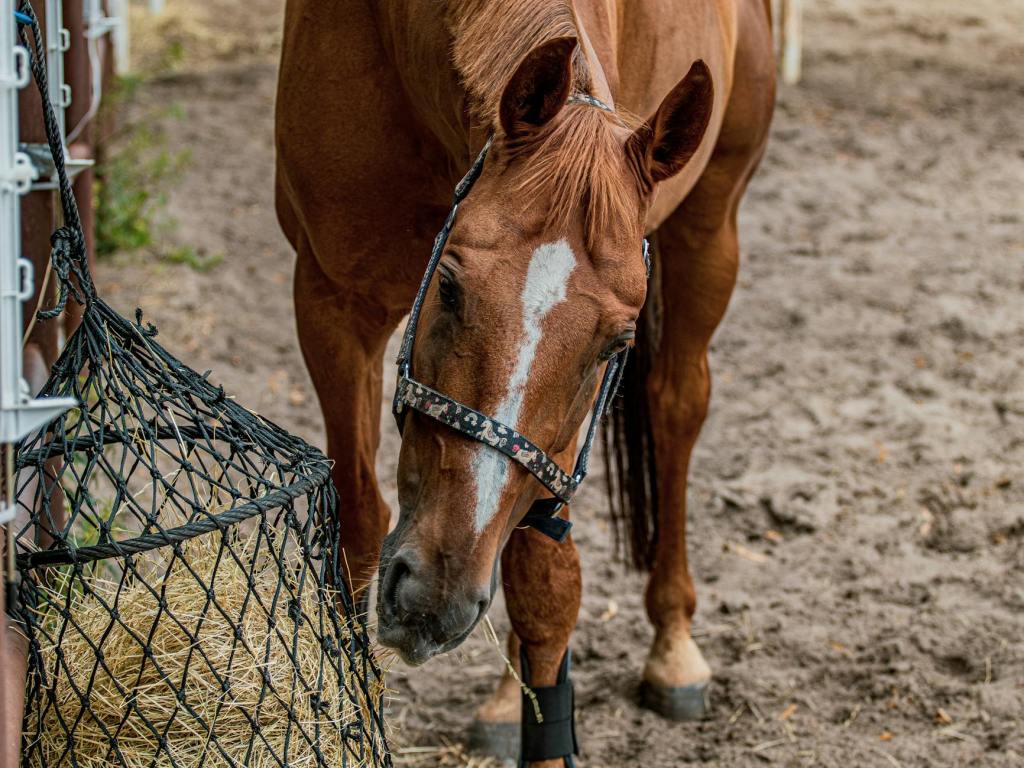 Studie enthüllt: Pferde mit langen Fresspausen leiden körperlich und psychisch